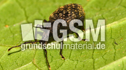 Gefurchter Dickmaulrüssler (3).jpg